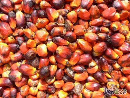 Produto agrícola e alimentar, como óleo de palma e outros