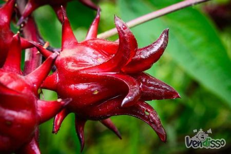 PORTES GRATIS - vinagreira vermelha - 10 sementes