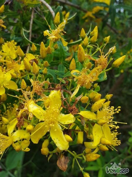 PORTES GRATIS - Hipericão (Erva-de-são-joão) - 500 sementes