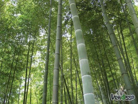 BAMBU MOSO GIGANTE Phyllostachys pubescens (150 sementes)