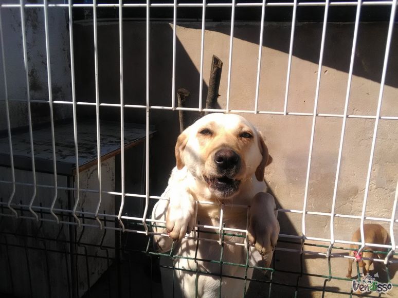 Dou cães labrador e pincher cavalinho