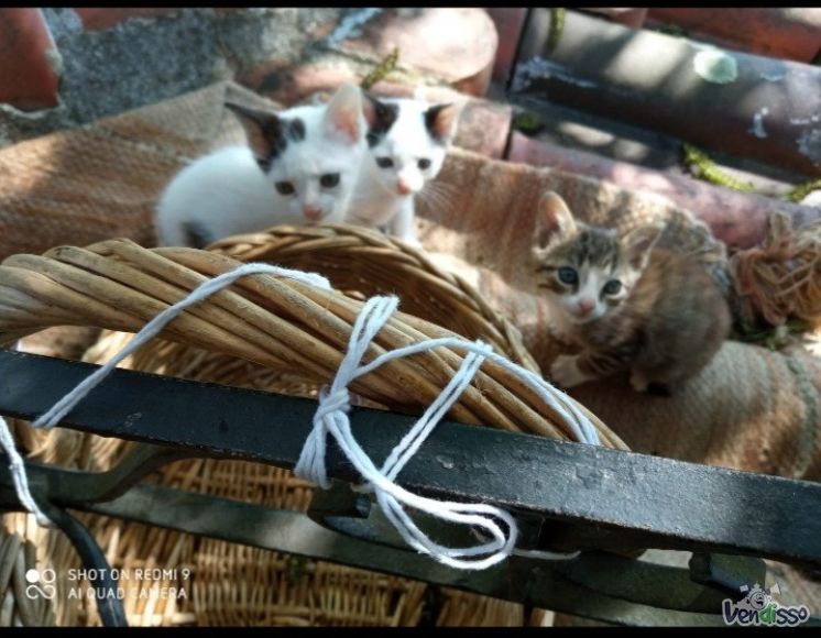 Gatinhos lindos 