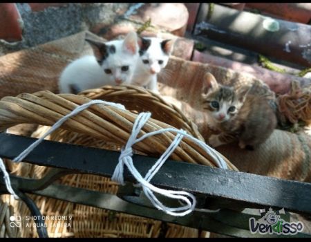 Gatinhos lindos 