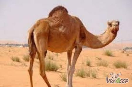 Serviços entre Marrocos e Portugal