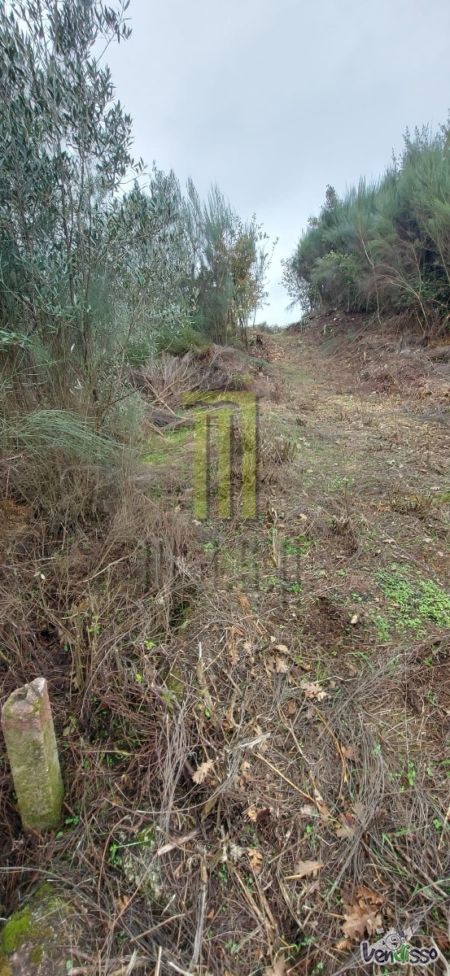 Terreno rústico no Biqueiro com 3,520 m2 em Oliveira do Hospital