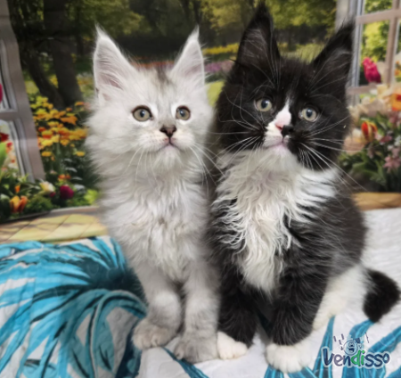 Crias de Maine Coon com pedigree registado