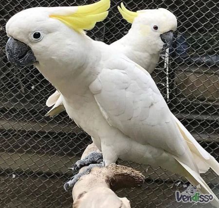 Lindos cachorros de cacatua-de-crista-limão